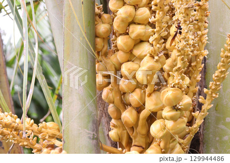 coconut bud on tree in farm 129944486