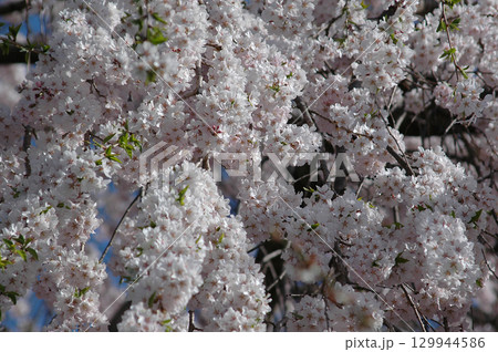 The ball-shaped cherryblossoms 手毬状に咲き揃った満開のソメイヨシノ 129944586