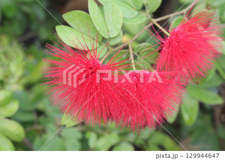 Calliandra tergemina flower plant on nursery Calliandra tergemina flower plant on nursery 129944647