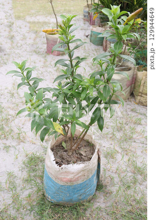 Allamanda cathartica tree plant on farm Allamanda cathartica tree plant on farm 129944649