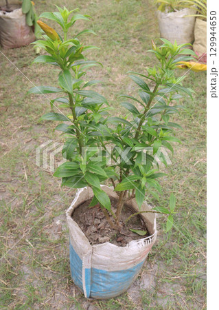 Allamanda cathartica tree plant on farm Allamanda cathartica tree plant on farm 129944650