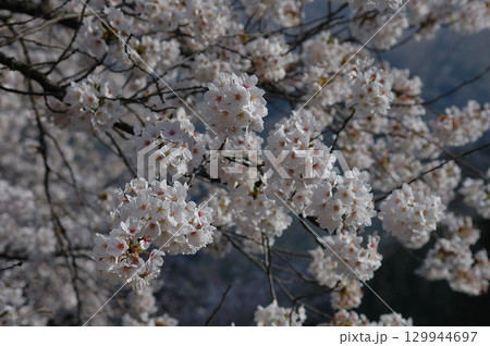 The ball-shaped cherryblossoms 手毬状に咲き揃った満開のソメイヨシノ The ball-shaped cherryblossoms 手毬状に咲き揃った満開のソメイヨシノ 129944697