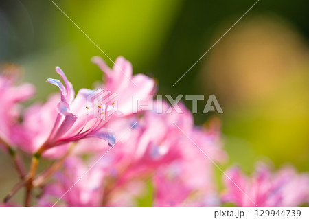 夏の光に輝くピンクのリコリス 129944739