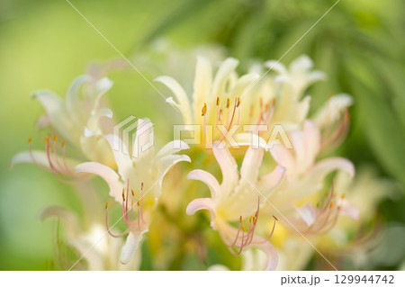 柔らかな光に咲く白いリコリスの花々 柔らかな光に咲く白いリコリスの花々 129944742