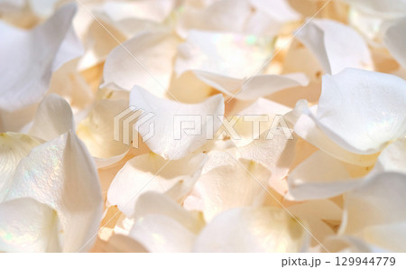 ベージュの花びらの背景 ベージュの花びらの背景 129944779