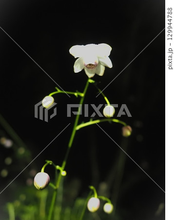 夜明け前のレンゲショウマ（20200819032234） 129944788