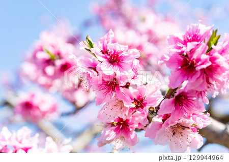桃の花 129944964