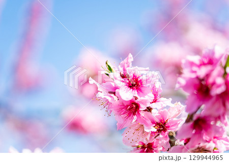 桃の花 129944965