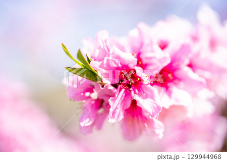 桃の花 129944968
