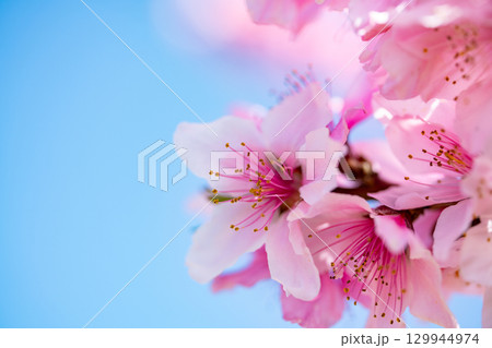 桃の花 129944974