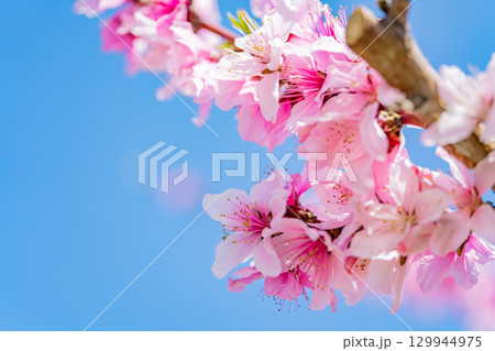 桃の花 桃の花 129944975