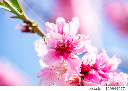 桃の花 129944977