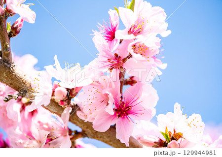 桃の花 129944981