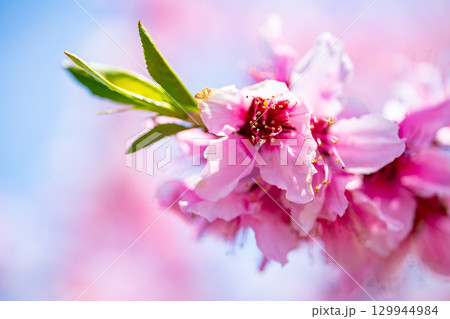 桃の花 桃の花 129944984