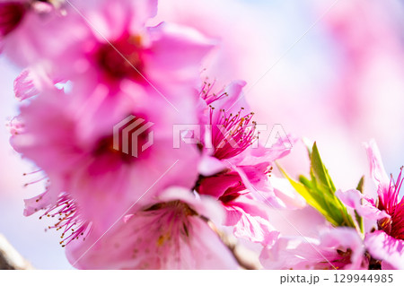 桃の花 129944985