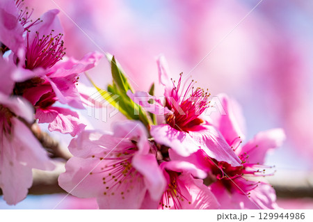 桃の花 129944986