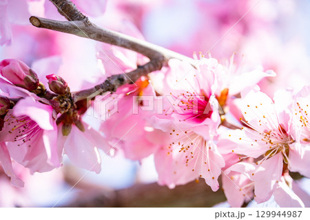 桃の花 桃の花 129944987