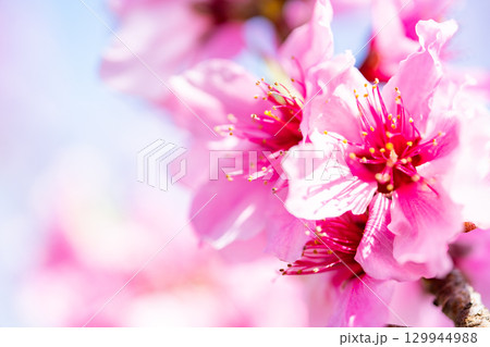 桃の花 桃の花 129944988