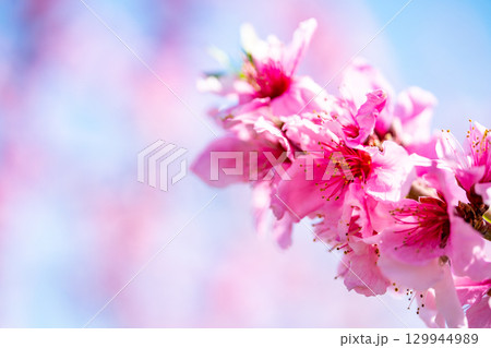 桃の花 129944989