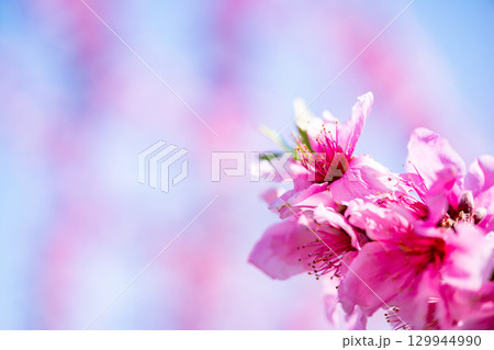 桃の花 129944990