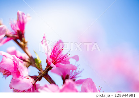 桃の花 129944991