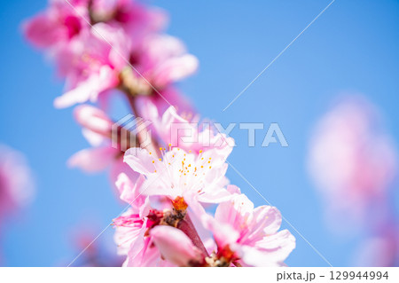 桃の花 129944994