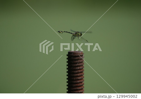 トンボ飛翔 129945002