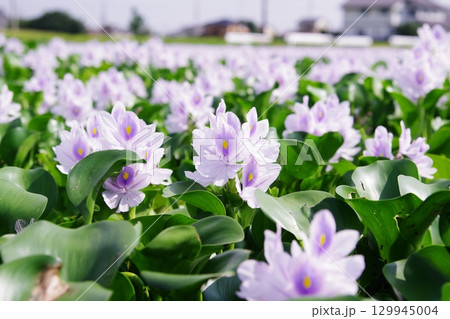 水面に咲く紫の花（ホテイアオイ／Water Hyacinth） 129945004
