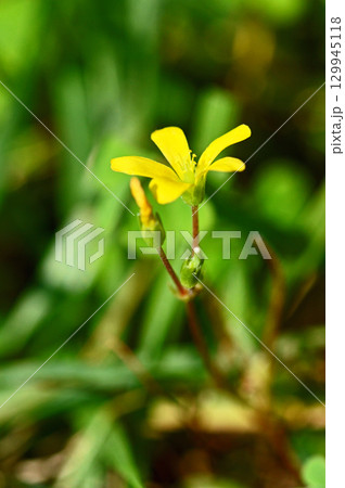 【野に咲く花】　カタバミの花 129945118