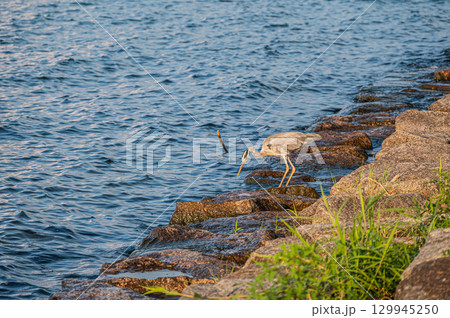 湖面を見つめ餌探しをするアオサギ　滋賀県大津市 129945250
