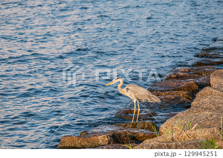 湖面を見つめ餌探しをするアオサギ　滋賀県大津市 129945251