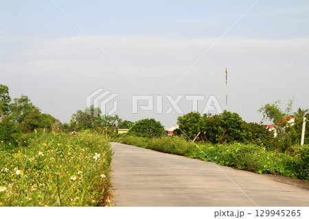 rural road in vietnam with people riding bicycles and motorbikes 129945265