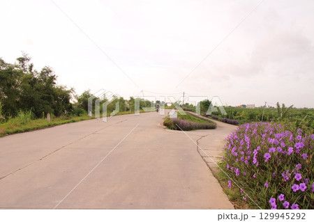 rural road in vietnam with people riding bicycles and motorbikes 129945292