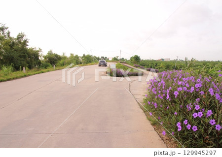 rural road in vietnam with people riding bicycles and motorbikes 129945297