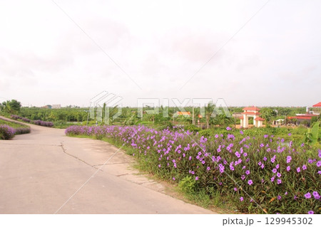 rural road in vietnam with people riding bicycles and motorbikes 129945302