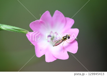 ハナアブとコムギセンノウの花 129945413
