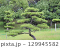 松の木がえだぶりをそろえて立っている。 129945582