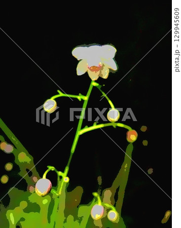 夜明け前のレンゲショウマ（afr20200819032234） 129945609