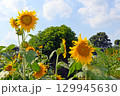 東京都小金井市のひまわり 129945630