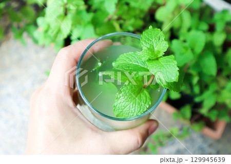 Mojito or cocktail ,mocktail or lime juice or lemon juice, lemon soda or tonic or soda and peppermint leaf Mojito or cocktail ,mocktail or lime juice or lemon juice, lemon soda or tonic or soda and peppermint leaf 129945639