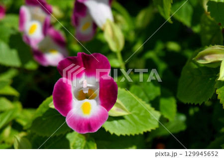 トレニア 129945652