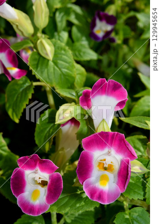 トレニア トレニア 129945654