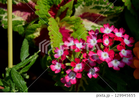 バーベナ 129945655