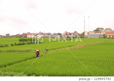 Rice fields in Vietnam. There are green rice fields in the field. Farmers work on them. In the background are villages and country roads 129945742