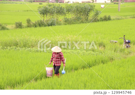 Rice fields in Vietnam. There are green rice fields in the field. Farmers work on them. In the background are villages and country roads 129945746