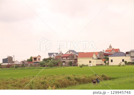 Rice fields in Vietnam. There are green rice fields in the field. Farmers work on them. In the background are villages and country roads 129945748