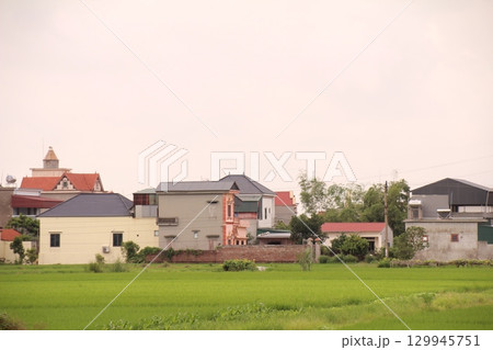 Rice fields in Vietnam. There are green rice fields in the field. Farmers work on them. In the background are villages and country roads 129945751