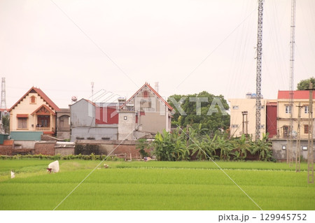 Rice fields in Vietnam. There are green rice fields in the field. Farmers work on them. In the background are villages and country roads Rice fields in Vietnam. There are green rice fields in the field. Farmers work on them. In the background are villages and country roads 129945752