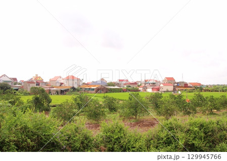 Rice fields in Vietnam. There are green rice fields in the field. Farmers work on them. In the background are villages and country roads Rice fields in Vietnam. There are green rice fields in the field. Farmers work on them. In the background are villages and country roads 129945766