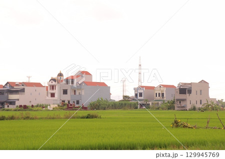 Rice fields in Vietnam. There are green rice fields in the field. Farmers work on them. In the background are villages and country roads Rice fields in Vietnam. There are green rice fields in the field. Farmers work on them. In the background are villages and country roads 129945769